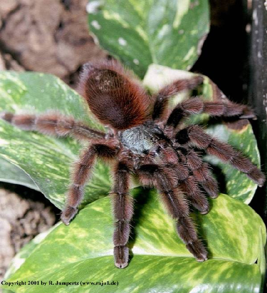  Avicularia-versicolor ID = 