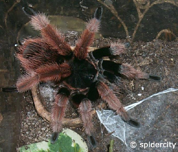  Brachypelmides klaasi ID = 