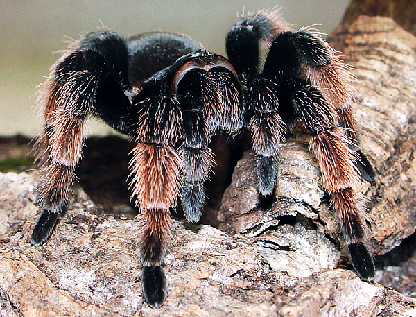  Brachypelmides klaasi ID = 