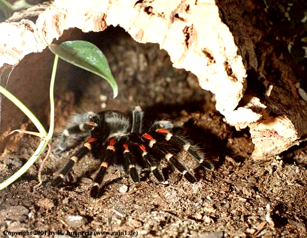  Brachypelma auratum ID = 