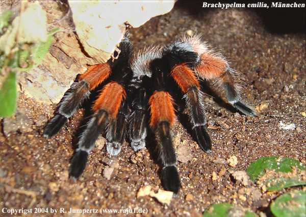  Brachypelma-emilia ID = 