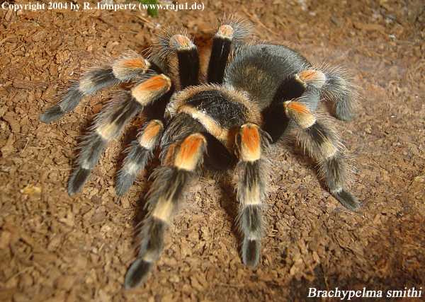  Brachypelma-smithi ID = 