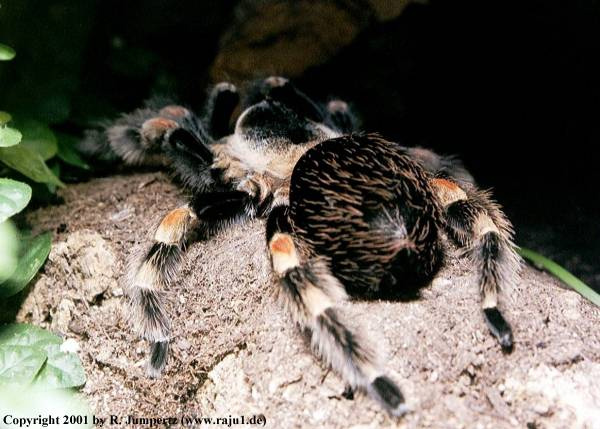  Brachypelma-smithi ID = 