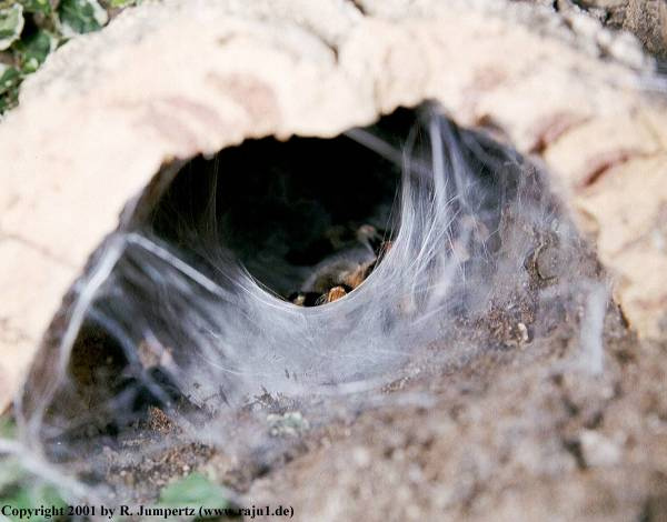  Brachypelma-smithi ID = 