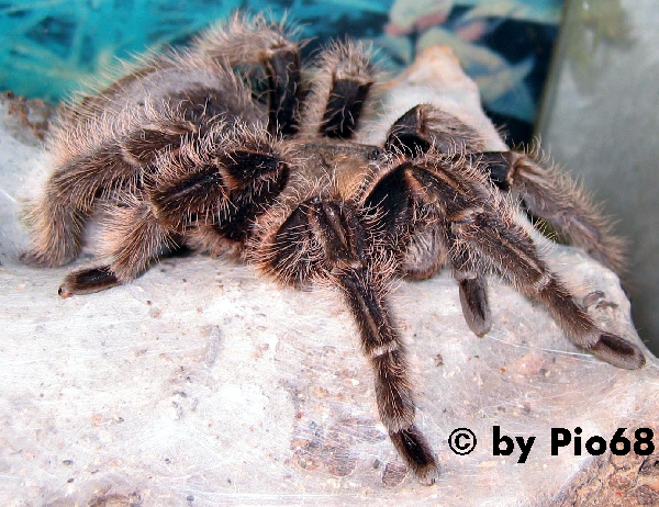  Brachypelma albopilosa ID = 