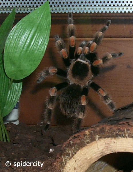  Brachypelma smithi ID = 