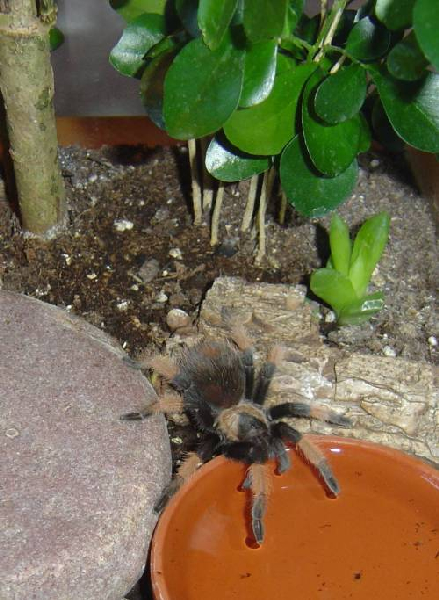  Brachypelma emilia, Mexico "Debby" ID = 