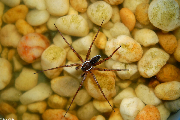  Dolomedes triton ID = 