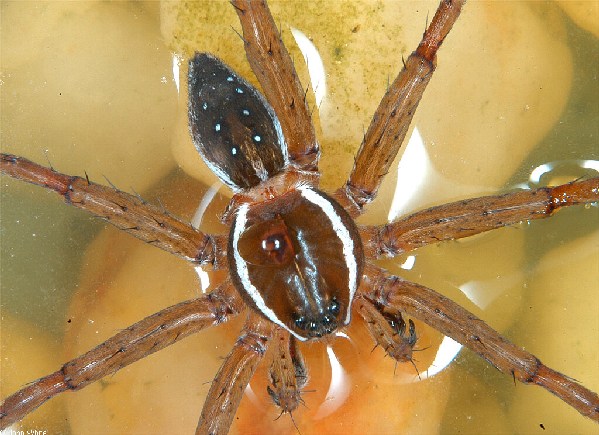  Dolomedes triton ID = 