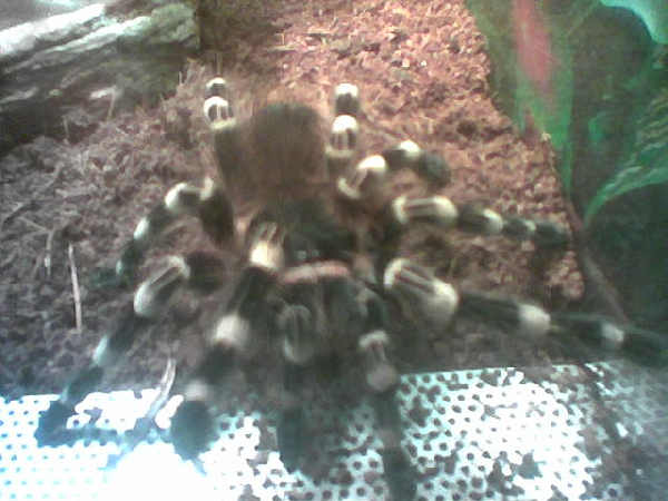  Acanthoscurria geniculata ID = 