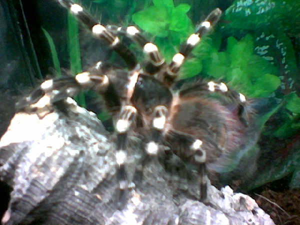  Acanthoscurria geniculata ID = 