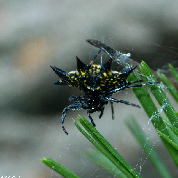  Gasteracantha elipsoides ID = 