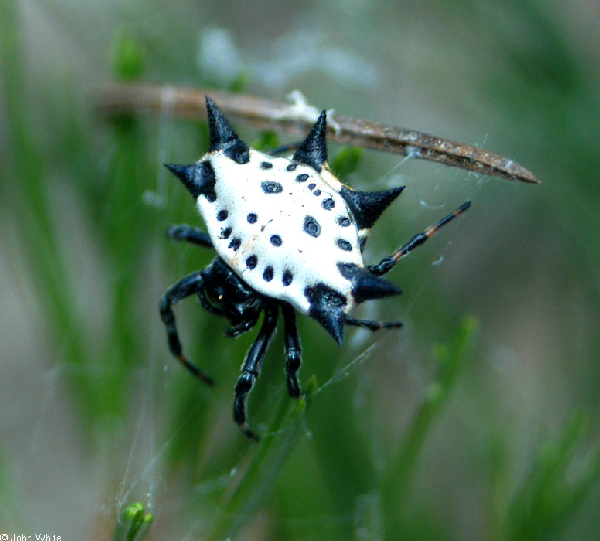  Gasteracantha elipsoides ID = 