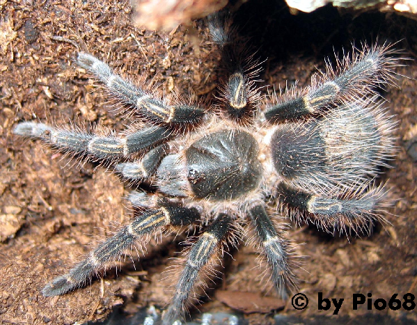  Grammostola aureostriata ID = 