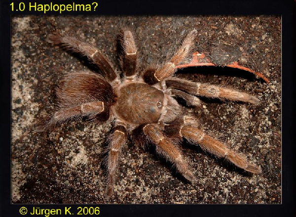  Haplopelma ID = 