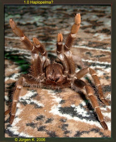  haplopelma ID = 