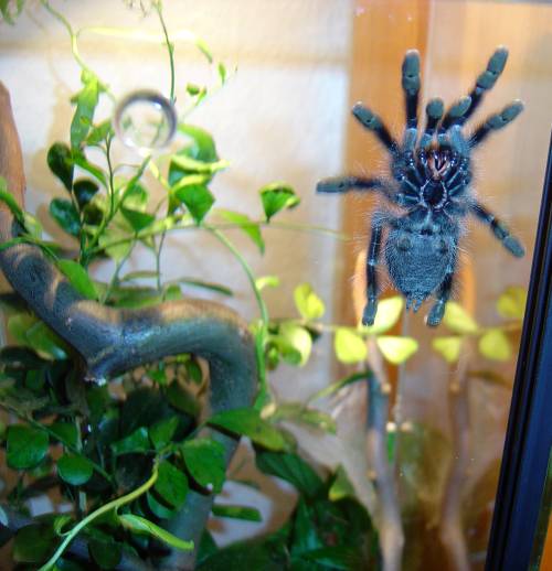  Avicularia metallica, Surinam bis Nordbrasilien, "Jule" ID = 