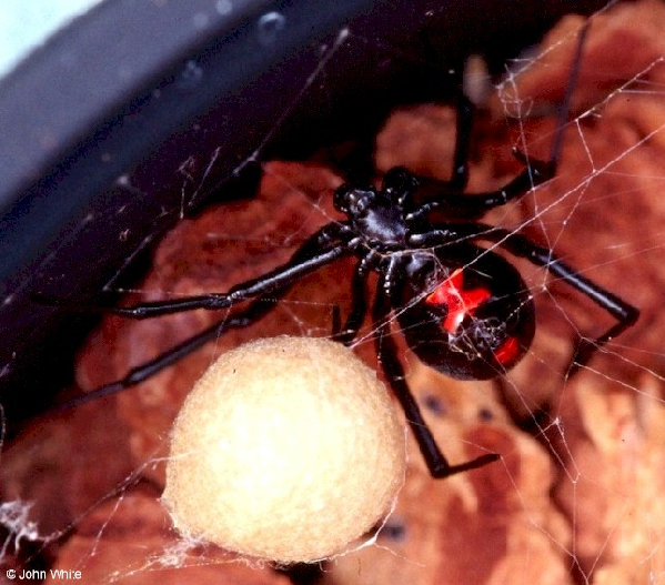  Lactrodectus mactans ID = 