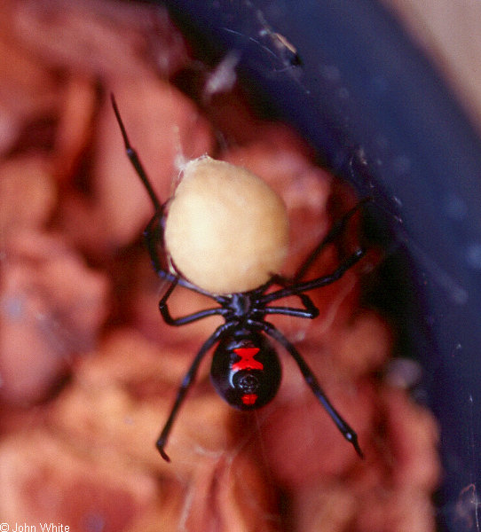  Lactrodectus mactans ID = 