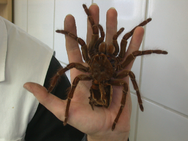  Theraphosa blondi ID = 