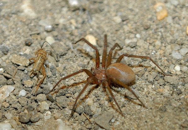  Loxosceles reclusa ID = 