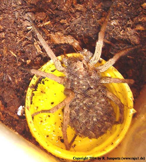  Lycosa spec. ID = 