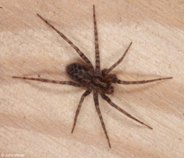  Lycosa carolinensis ID = 