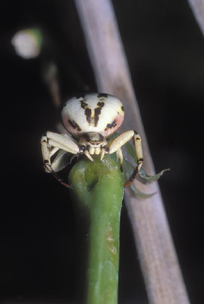  Misumena vatia ID = 