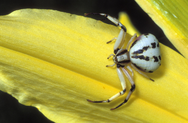  Misumena vatia ID = 