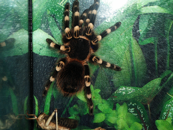  Acanthoscurria geniculata ID = 