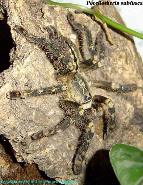  Poecilotheria-subfusca ID = 