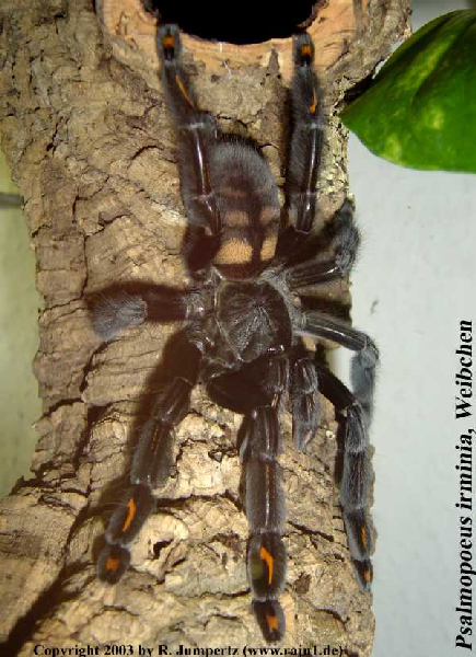  Psalmopoeus-irminia ID = 