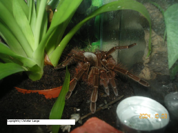  Theraphosa blondi ID = 