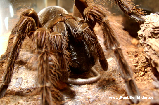  Theraphosa leblondi ID = 