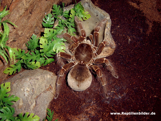  Theraphosa leblondi ID = 