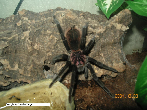  Xenesthis immanis ID = 