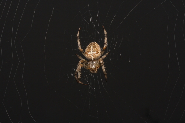  Gartenkreuzspinne (Araneus diadematus) ID = 