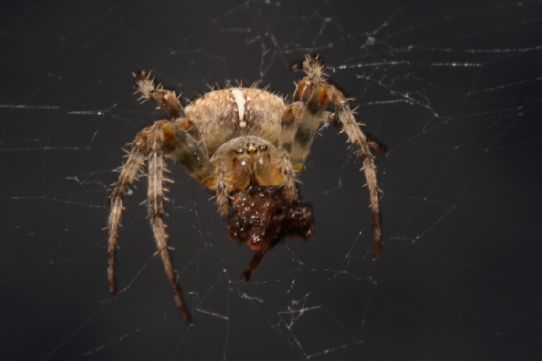  Gartenkreuzspinne (Araneus diadematus) ID = 