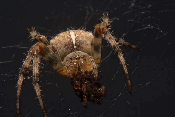  Gartenkreuzspinne (Araneus diadematus) ID = 