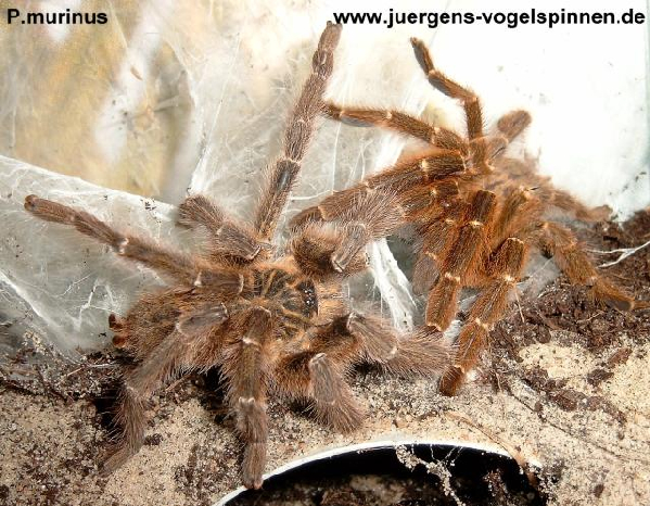  1.1 P. murinus ID = 