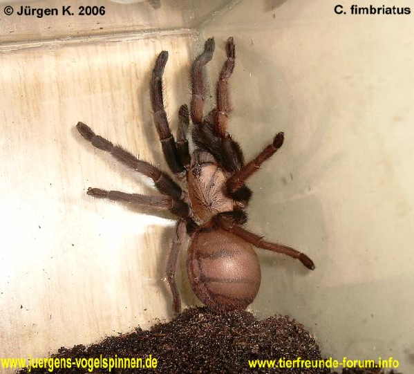  Chilobrachys fimbriatus ID = 