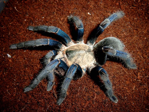  Haplopelma lividum ID = 