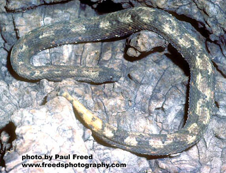  Trachyboa boulengeri ID = 