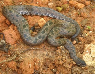  Tropidophis haetianus ID = 