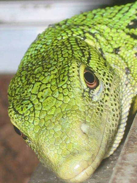  Varanus Prasinus ID = 