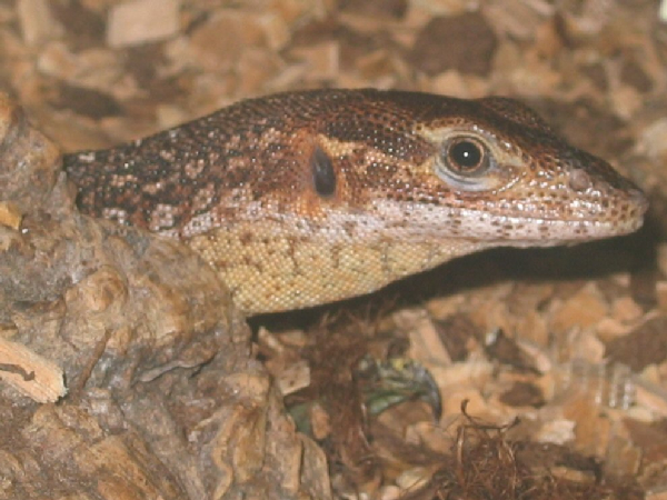  Varanus Auffenbergi ID = 