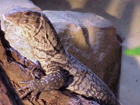  Varanus Dumerili ID = 