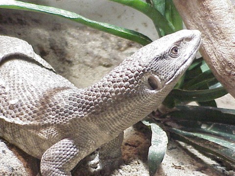  Varanus exanthematicus ID = 