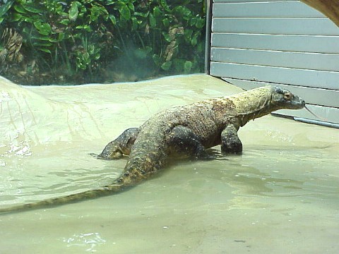  Varanus komodoensis ID = 