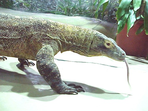  Varanus komodoensis ID = 